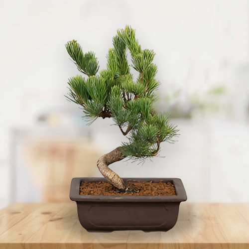 Japanese Plant Delivery