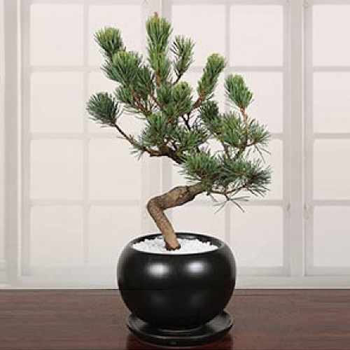 Bonsai Pinus Parviflora-Birthday Plant Delivery