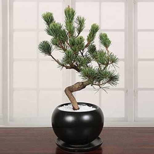 Bonsai Pinus Parviflora