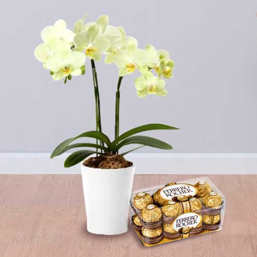 Flowering Plant And Chocolates