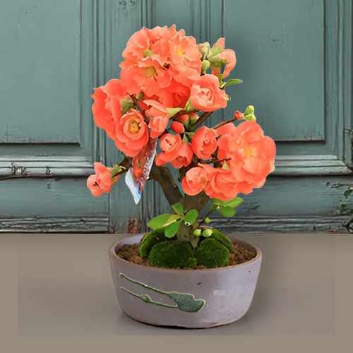 Early Spring Blooming Miniature Tree