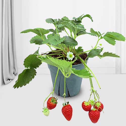 Strawberry Potted Plant-Indoor Plants For Mother’s Day