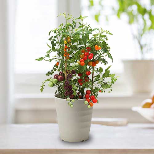 Potted Mini Tomatoes-Mother’s Day Plant Gift Delivery Service