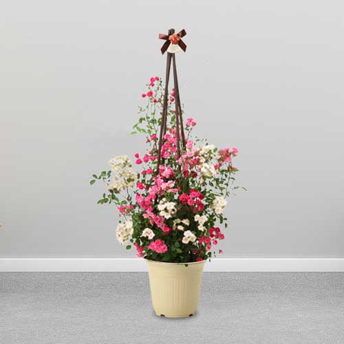 Potted Plants For Mother’s Day