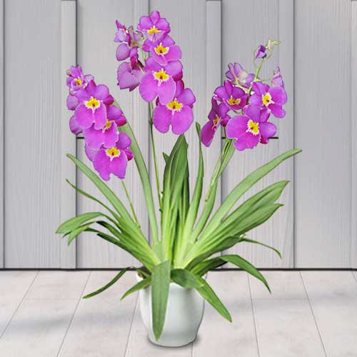 Miltonia Julianne-Green Plants To Mom Online