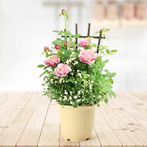 Tamara Floral White Rose Gift
