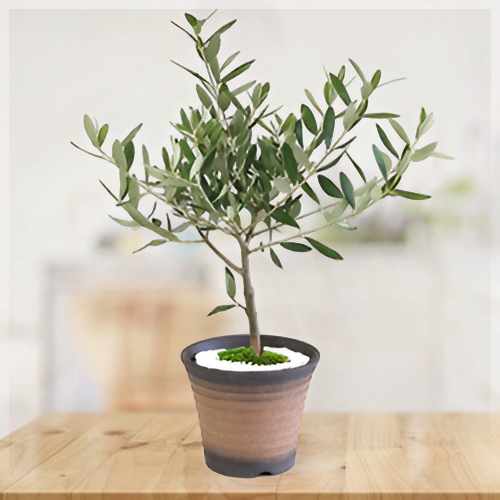 Bonsai Olive