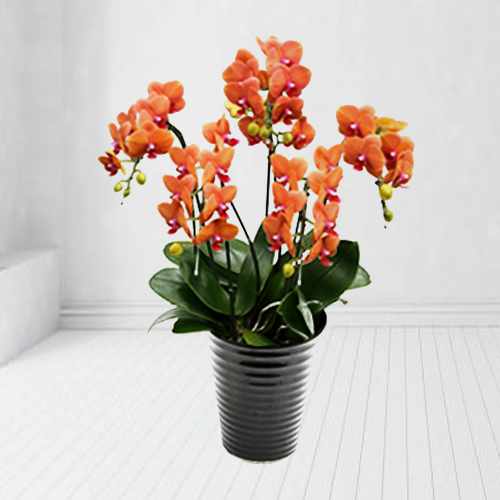 Phalaenopsis In Potted Plants-Plants For Housewarming