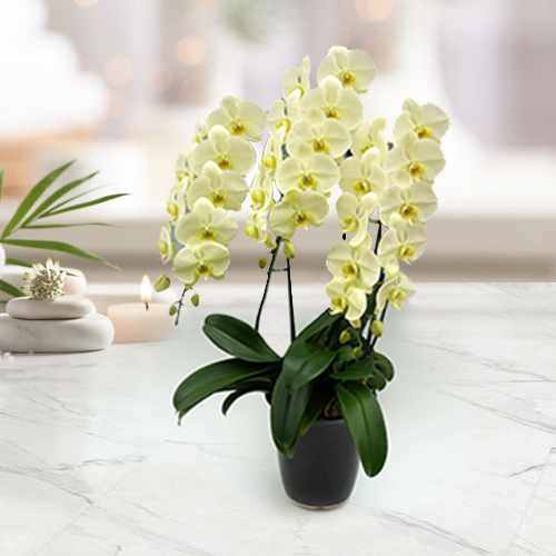 Green Earth-White Orchids Delivery
