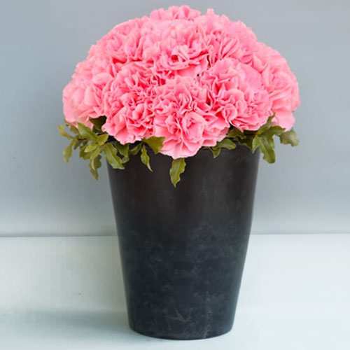 Pink Carnation In A Pot