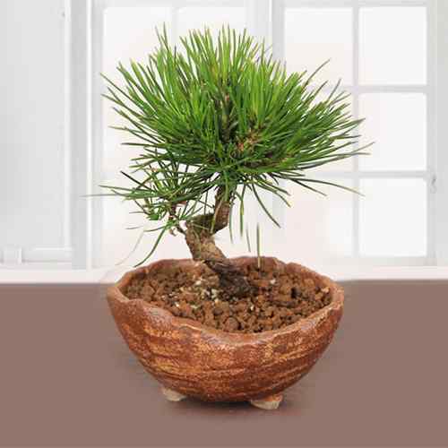 Kuromatsu Black Pine-Send Condolence Plant