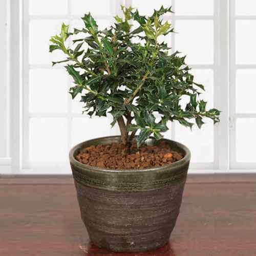 Bonsai Himehiiragi-Housewarming Plant Good Luck