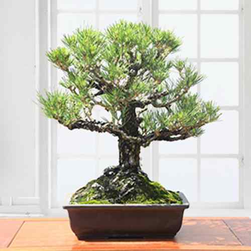 Bonsai Kuromatsu-Bonsai Tree Gift Delivery