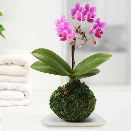 Micro Phalaenopsis Moss Ball-Birthday Plants Delivered