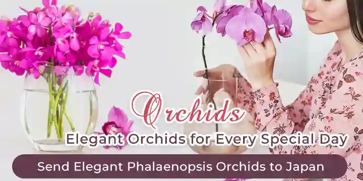 Send Orchids to Japan