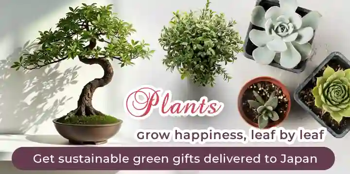 Order Indoor Plants to Japan